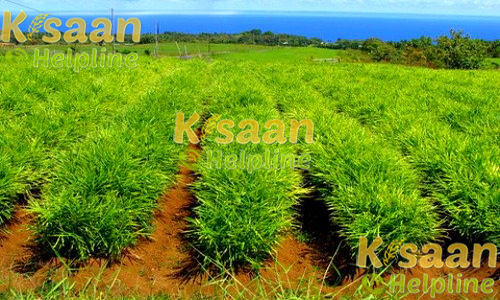 सुप्रभा